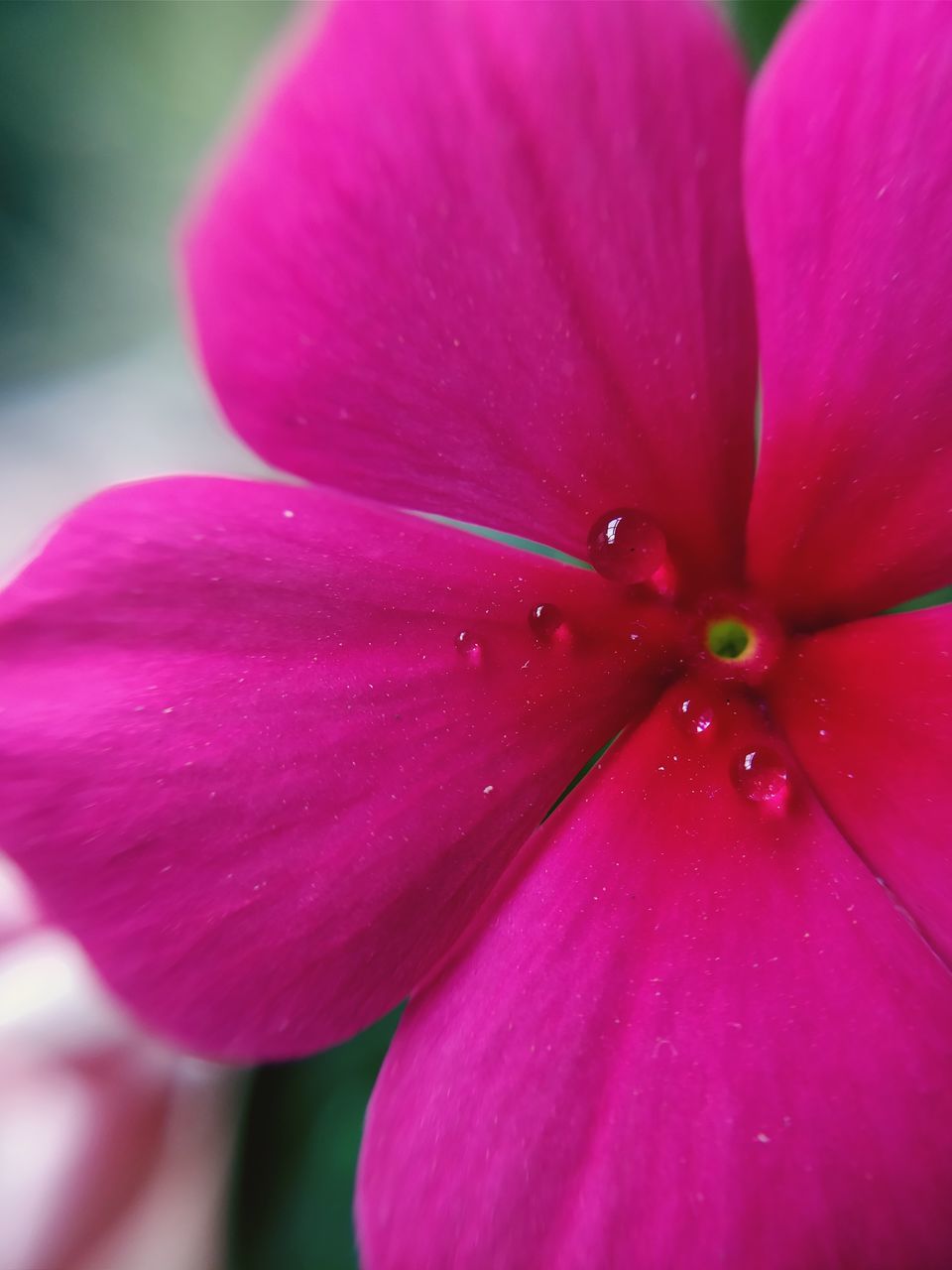 CLOSE-UP OF WET PINK ROSE