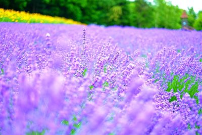 Close-up of purple crocus flowers on field