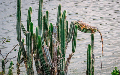 Close-up of reptile on cactus