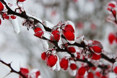 Close-up of red berries on tree