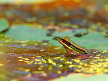 Close-up of frog on leaf