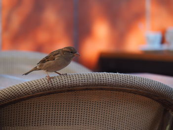 Close-up of bird perching on metal