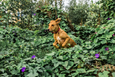 Dog sitting by plants