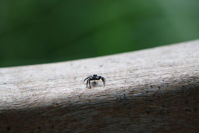 Close-up of ant on wood