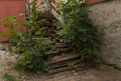 Plant growing on stairs