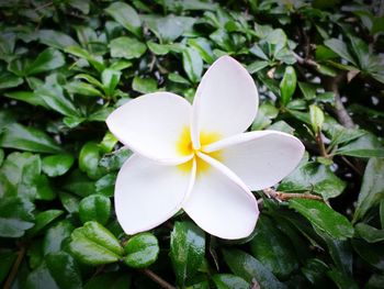 Close-up of frangipani blooming outdoors