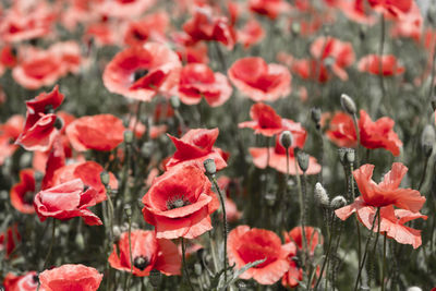 Red poppy flowers blooming outdoors