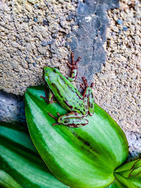 High angle view of frog on plant
