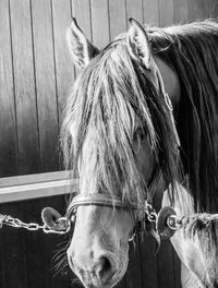 Close-up portrait of a horse