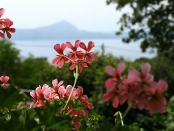 Close-up of pink flowers