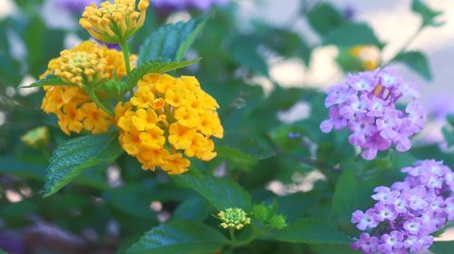 Close-up of flowering plant in park