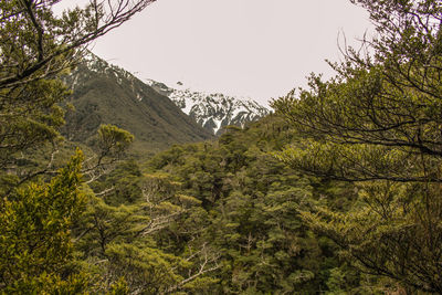 Low angle view of trees and plants against sky