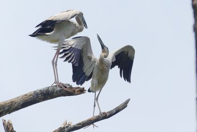 Low angle view of bird perching on branch against clear sky