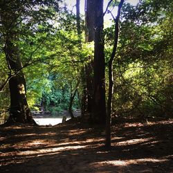 Trees in forest