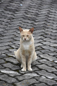 Portrait of cat sitting on footpath