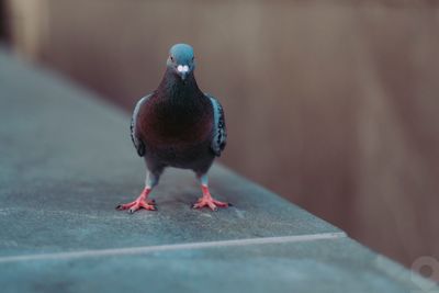 Close-up of pigeon