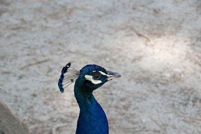 Close-up of a peacock