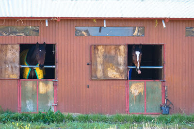 Horses in barn