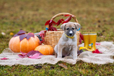 View of a dog in basket