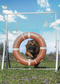 Close-up of dog on grass