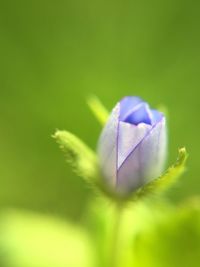 Close-up of flower blooming in garden