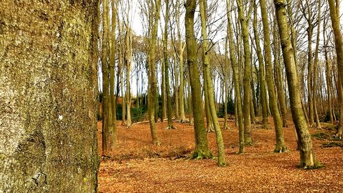 Bamboo trees in forest against sky