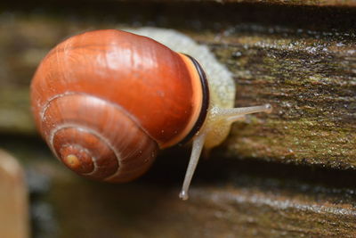 snails and slugs