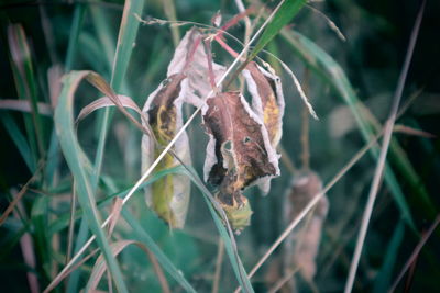 Close-up of dead plant