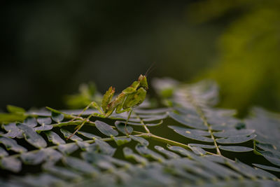 Close-up of green leaves