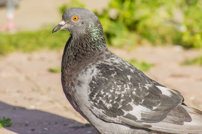 Close-up of pigeon