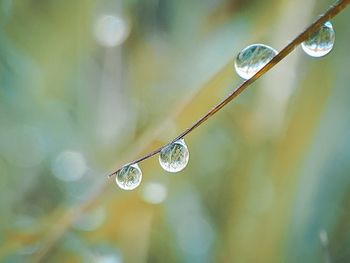 Close-up of water drops on plant