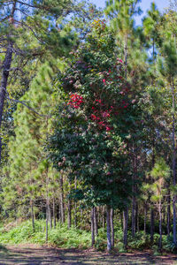 Trees in forest