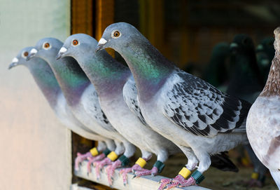 Close-up of birds perching