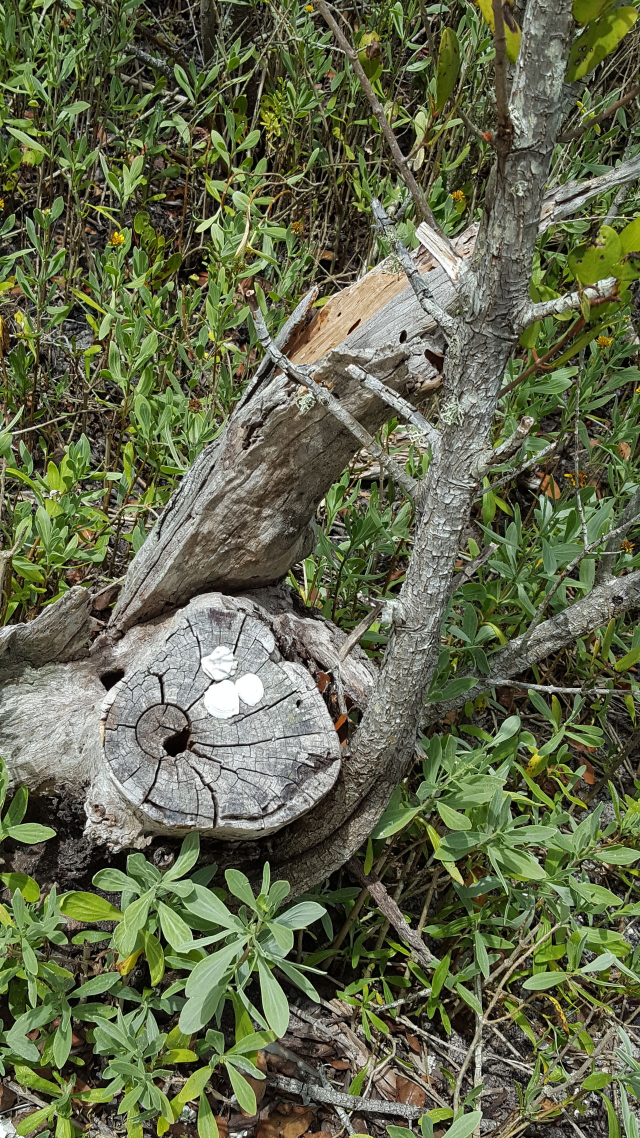 On a stump