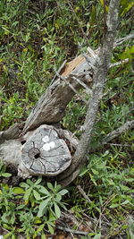 Plants growing in forest