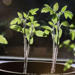 Close-up of plant