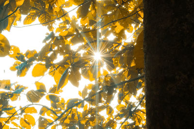 Low angle view of flower tree