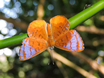 Close-up of orange butterfly on twig