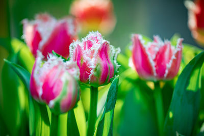 Close-up of pink tulips