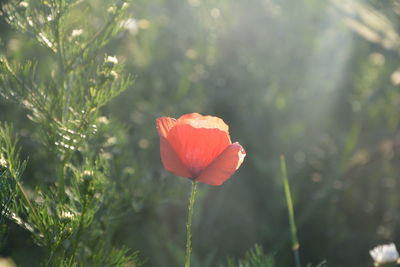 Close-up of red poppy flower