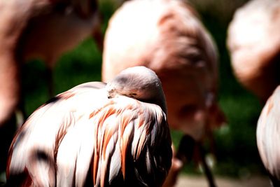 Close-up of flamingo preening