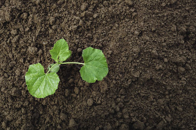 High angle view of plant growing on field