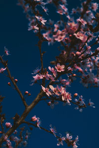 Low angle view of cherry blossoms against sky