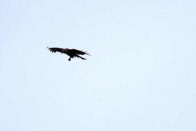 Low angle view of eagle flying against clear sky