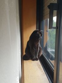 Cat sitting on window sill at home