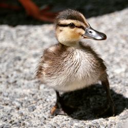 Little duckling, looks kind of it's smiling.