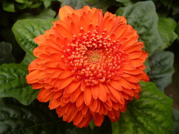 Close-up of orange flower blooming outdoors