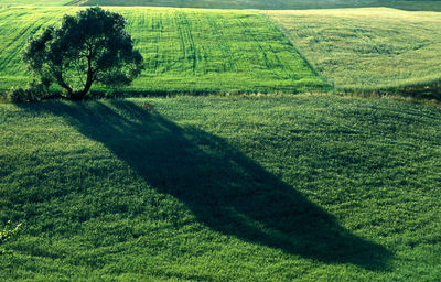 Shadow of agricultural field
