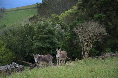 Donkeys on landscape against trees