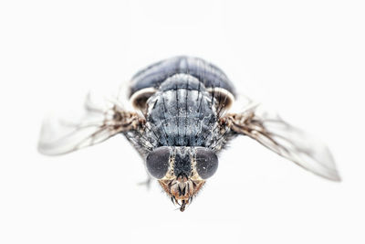 Close-up of insect over white background